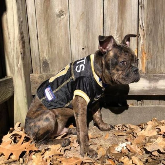 saints dog clothes
